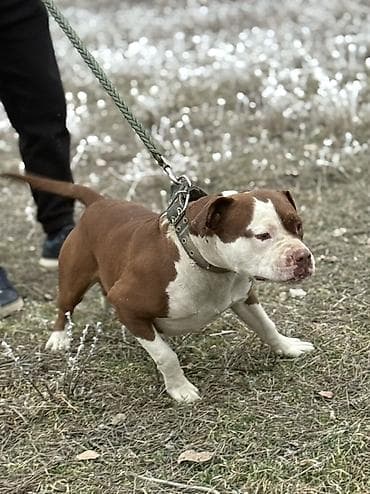 Вязка: Питбуль, Самец, 2 года, С прививкой, С родословной at lalafo.kg — 2 Вязка: Питбуль, Самец, 2 года, С прививкой, С родословной — 2