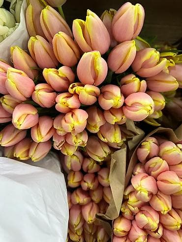 Нужны СРОЧНО девушки для продажи тюльпанов на 7 и 8 марта. Оплата at lalafo.kg Нужны СРОЧНО девушки для продажи тюльпанов на 7 и 8 марта. Оплата