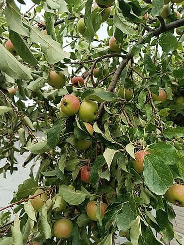 Продажа дач: Продаётся дача на панораме Бишкека. Участок правильной формы размером at lalafo.kg — 9 Продажа дач: Продаётся дача на панораме Бишкека. Участок правильной формы размером — 9