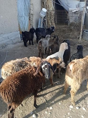 Продаю | Ягненок | Для разведения | Племенные at lalafo.kg Продаю | Ягненок | Для разведения | Племенные