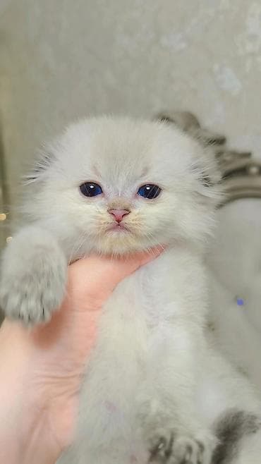 Скотиш Фолд (Шотландская вислоухая), 1 месяц, Мальчик, Приучена к лотку, Проглистована at lalafo.kg — 1 Скотиш Фолд (Шотландская вислоухая), 1 месяц, Мальчик, Приучена к лотку, Проглистована — 1