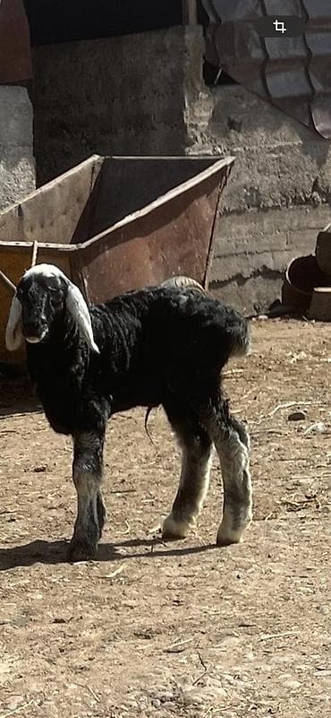 Продаю | Ягненок | Для разведения | Племенные at lalafo.kg Продаю | Ягненок | Для разведения | Племенные