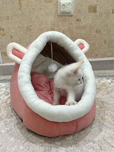 Продаётся очаровательный белый котёнок с красивыми голубыми глазами at lalafo.kg Продаётся очаровательный белый котёнок с красивыми голубыми глазами