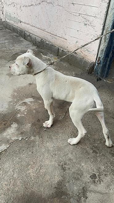 Питбуль, 5 месяцев, Самец at lalafo.kg Питбуль, 5 месяцев, Самец