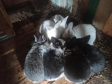 Продаю | Крольчата | Для разведения at lalafo.kg Продаю | Крольчата | Для разведения