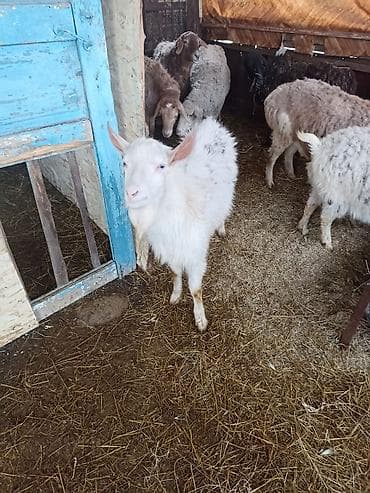 Продаю | Коза (самка) | Для разведения at lalafo.kg Продаю | Коза (самка) | Для разведения