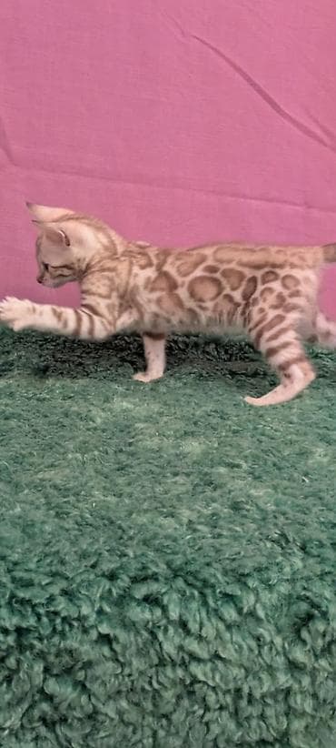 Бенгальская, 3 месяца, Мальчик, Кастрирована, Приучена к лотку, Проглистована at lalafo.kg — 4 Бенгальская, 3 месяца, Мальчик, Кастрирована, Приучена к лотку, Проглистована — 4