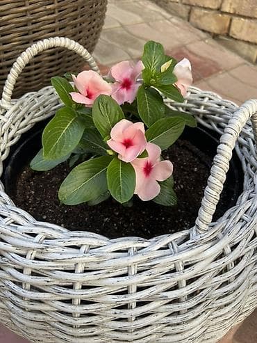 Плетёные кашпо для растений - Материал: искусственный ротанг at lalafo.kg Плетёные кашпо для растений - Материал: искусственный ротанг