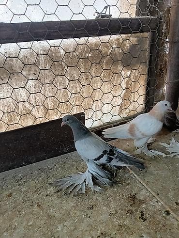 Продаю молодых голубей 1 шт стоит пятьсот сом окончательно родители at lalafo.kg Продаю молодых голубей 1 шт стоит пятьсот сом окончательно родители