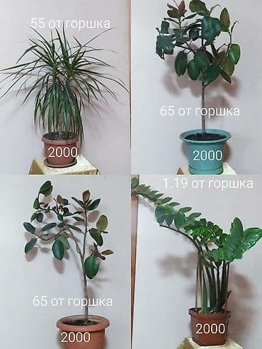 Аглаонемалар: Фикусы, замиокулькас, драцена lalafo.kg да — 1 Аглаонемалар: Фикусы, замиокулькас, драцена — 1