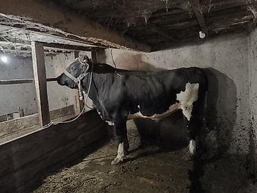 Продаю | Бык (самец) | Привязанные at lalafo.kg Продаю | Бык (самец) | Привязанные
