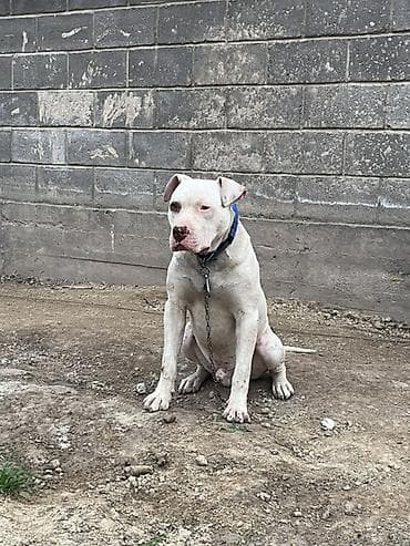 Питбуль, 10 месяцев, Самец at lalafo.kg Питбуль, 10 месяцев, Самец