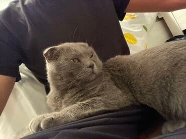 Шотландская вислоухая кошка (Scottish Fold), окрас — сплошной голубой at lalafo.kg Шотландская вислоухая кошка (Scottish Fold), окрас — сплошной голубой