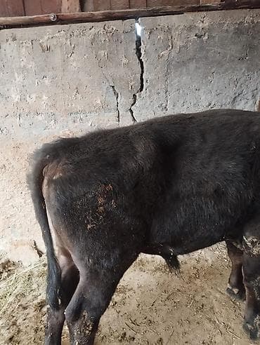 Продаю | Бык (самец) | На откорм | Привязанные at lalafo.kg Продаю | Бык (самец) | На откорм | Привязанные