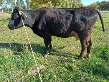 Продаю | Корова (самка) | Алатауская, Швицкая | Для разведения, Для молока | Стельные, Искусственник at lalafo.kg Продаю | Корова (самка) | Алатауская, Швицкая | Для разведения, Для молока | Стельные, Искусственник