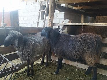 Продаю | Овца (самка) | Для разведения at lalafo.kg Продаю | Овца (самка) | Для разведения