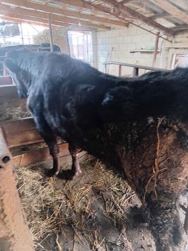Продаю | Бык (самец) | На забой, На откорм, Для разведения | Племенные at lalafo.kg Продаю | Бык (самец) | На забой, На откорм, Для разведения | Племенные