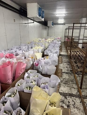 Тюльпаны оптом бишкек звоните на вацап lalafo.kg да — 3 Тюльпаны оптом бишкек звоните на вацап — 3