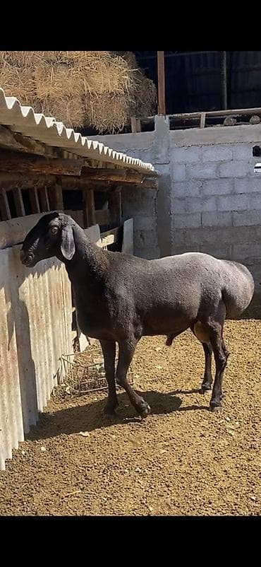 Продаю | Баран (самец) | Для разведения | Племенные at lalafo.kg Продаю | Баран (самец) | Для разведения | Племенные