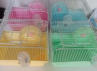 Деңиз чочколору: 🐹 Продаются клетки-переноски для хомяков. Отлично подходят для lalafo.kg да — 1 Деңиз чочколору: 🐹 Продаются клетки-переноски для хомяков. Отлично подходят для — 1