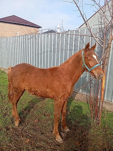 Продаю | Жеребенок | Конный спорт at lalafo.kg Продаю | Жеребенок | Конный спорт