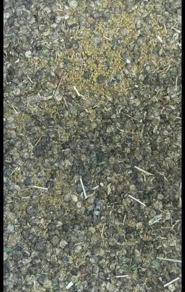 Семена кормовых растений: Люцерна at lalafo.kg Семена кормовых растений: Люцерна