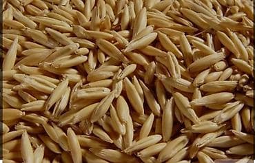 Овес сулуу семена at lalafo.kg Овес сулуу семена