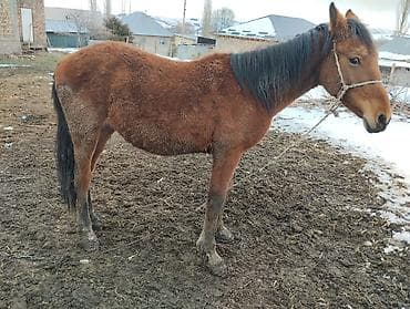 Продаю | Кобыла (самка) | Рабочий at lalafo.kg Продаю | Кобыла (самка) | Рабочий