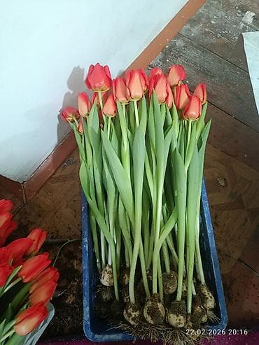 TagAZ: Тюльпаны с луковицей. - Свежесрезанные тюльпаны с плотными at lalafo.kg — 6 TagAZ: Тюльпаны с луковицей. - Свежесрезанные тюльпаны с плотными — 6