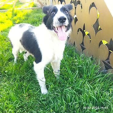 Собака даром: 6 месяцев, Самец, С прививкой at lalafo.kg Собака даром: 6 месяцев, Самец, С прививкой