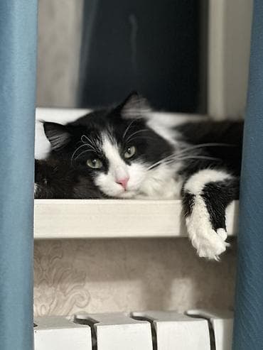 Мальчик, Приучена к лотку at lalafo.kg — 4 Мальчик, Приучена к лотку — 4