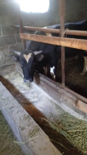 Продаю | Бык (самец) | Полукровка | На откорм at lalafo.kg Продаю | Бык (самец) | Полукровка | На откорм