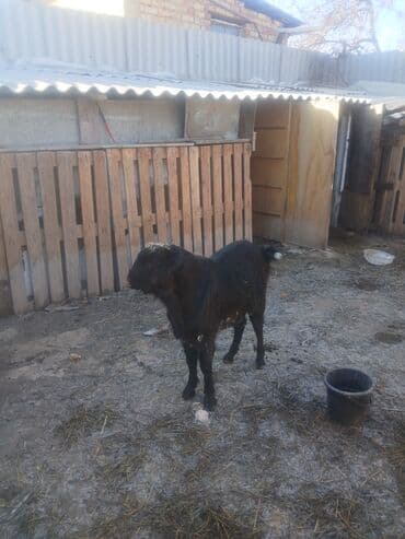 Продаю | Козёл (самец) | Для разведения | Осеменитель at lalafo.kg Продаю | Козёл (самец) | Для разведения | Осеменитель