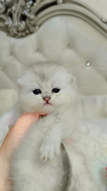 К предварительному резервному бронированию выставляется чистокровный at lalafo.kg К предварительному резервному бронированию выставляется чистокровный