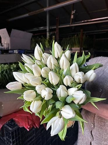 LED гирляндалар: Цветы и подарочные композиции - Тюльпаны срезанные в индивидуальной lalafo.kg да — 5 LED гирляндалар: Цветы и подарочные композиции - Тюльпаны срезанные в индивидуальной — 5