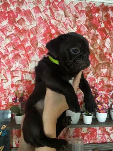 Мопс, 5 месяцев, Самка, С родословной at lalafo.kg Мопс, 5 месяцев, Самка, С родословной