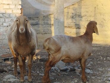 Продаю | Овца (самка) | Арашан | Для разведения | Племенные at lalafo.kg Продаю | Овца (самка) | Арашан | Для разведения | Племенные