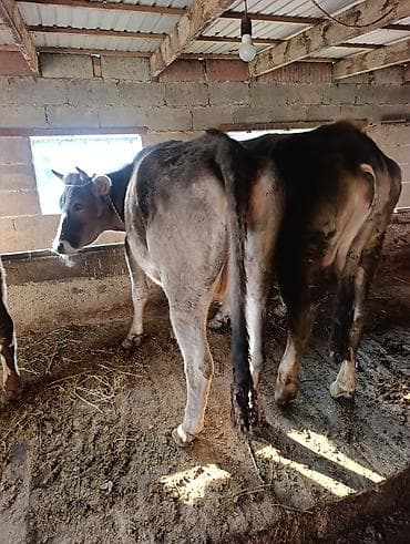 Продаю | Корова (самка), Бык (самец), Тёлка | Полукровка | На откорм | Привязанные at lalafo.kg Продаю | Корова (самка), Бык (самец), Тёлка | Полукровка | На откорм | Привязанные