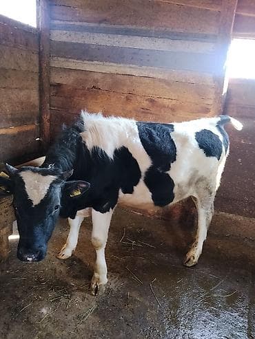 Продаю | Бык (самец) | Для разведения | Привязанные at lalafo.kg Продаю | Бык (самец) | Для разведения | Привязанные