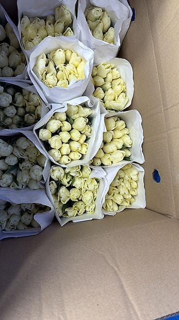 Бонбоньерки: Тюльпаны срезанные, свежие, плотный бутон. - Цвета: ярко-розовый и at lalafo.kg — 5 Бонбоньерки: Тюльпаны срезанные, свежие, плотный бутон. - Цвета: ярко-розовый и — 5