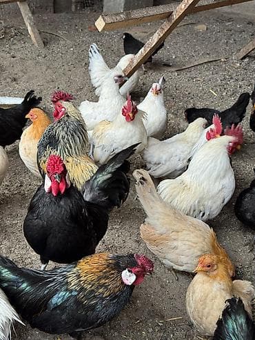 Продаю декоративные карликовые породы кур и петухов! Отличные наседки! at lalafo.kg Продаю декоративные карликовые породы кур и петухов! Отличные наседки!
