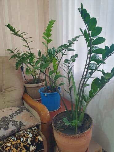 Долларовое дерево at lalafo.kg Долларовое дерево