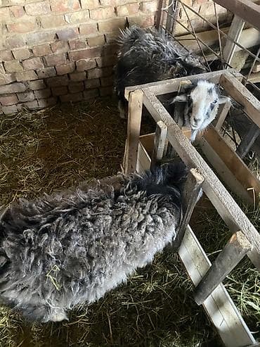 Продаю | Коза (самка) | Полукровка | Для разведения at lalafo.kg Продаю | Коза (самка) | Полукровка | Для разведения