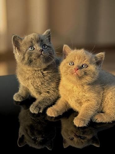 Котята Британцы Профессиональный питомник Victory Pride Оригинал не at lalafo.kg Котята Британцы Профессиональный питомник Victory Pride Оригинал не