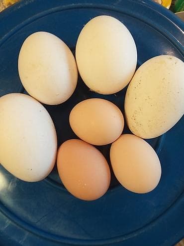 Продаю яйца куриные для инкубаций куриные по30 сомов at lalafo.kg Продаю яйца куриные для инкубаций куриные по30 сомов