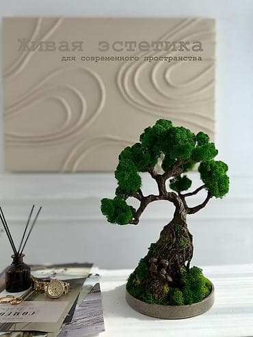 Миниатюрные ДЕРЕВЬЯ Бонсай из стабилизированного мха — это стильная at lalafo.kg Миниатюрные ДЕРЕВЬЯ Бонсай из стабилизированного мха — это стильная