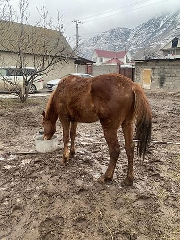 Продаю | Жеребец, Жеребенок | Рабочий, Конный спорт at lalafo.kg Продаю | Жеребец, Жеребенок | Рабочий, Конный спорт