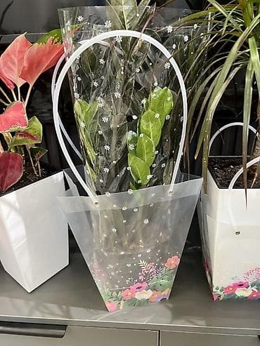 Антуриумдар: Бесплатная доставка по городу Пересаженные готовые Комнатные lalafo.kg да — 4 Антуриумдар: Бесплатная доставка по городу Пересаженные готовые Комнатные — 4