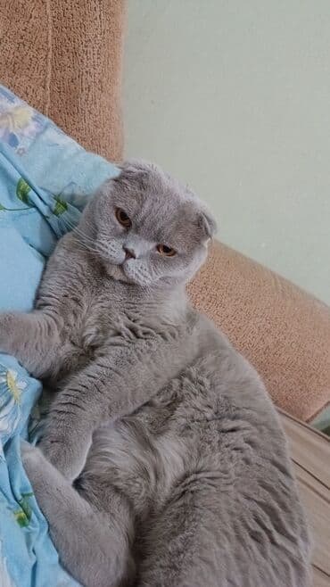 Пропала : Скотиш Фолд (Шотландская вислоухая), Мальчик, Лиловый at lalafo.kg Пропала : Скотиш Фолд (Шотландская вислоухая), Мальчик, Лиловый