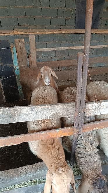 Продаю | Овца (самка) | Для разведения at lalafo.kg Продаю | Овца (самка) | Для разведения